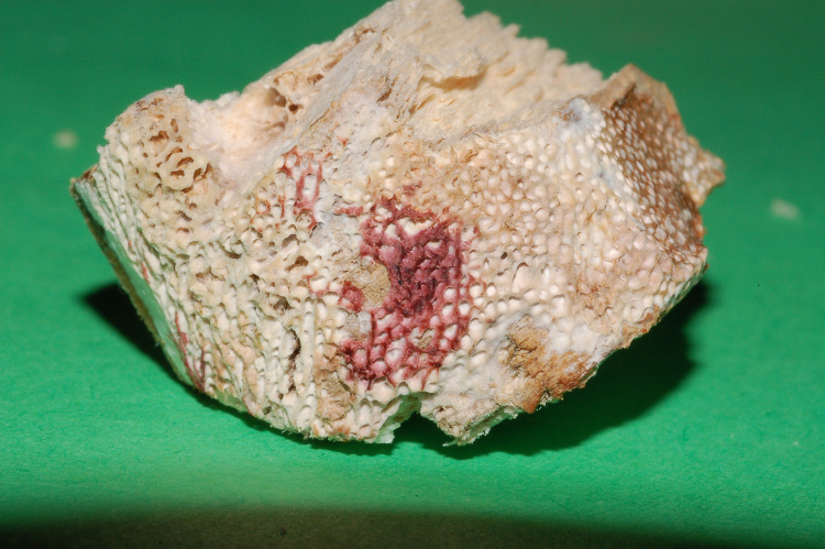Poroide resupinato su tagliere (Datronia mollis)